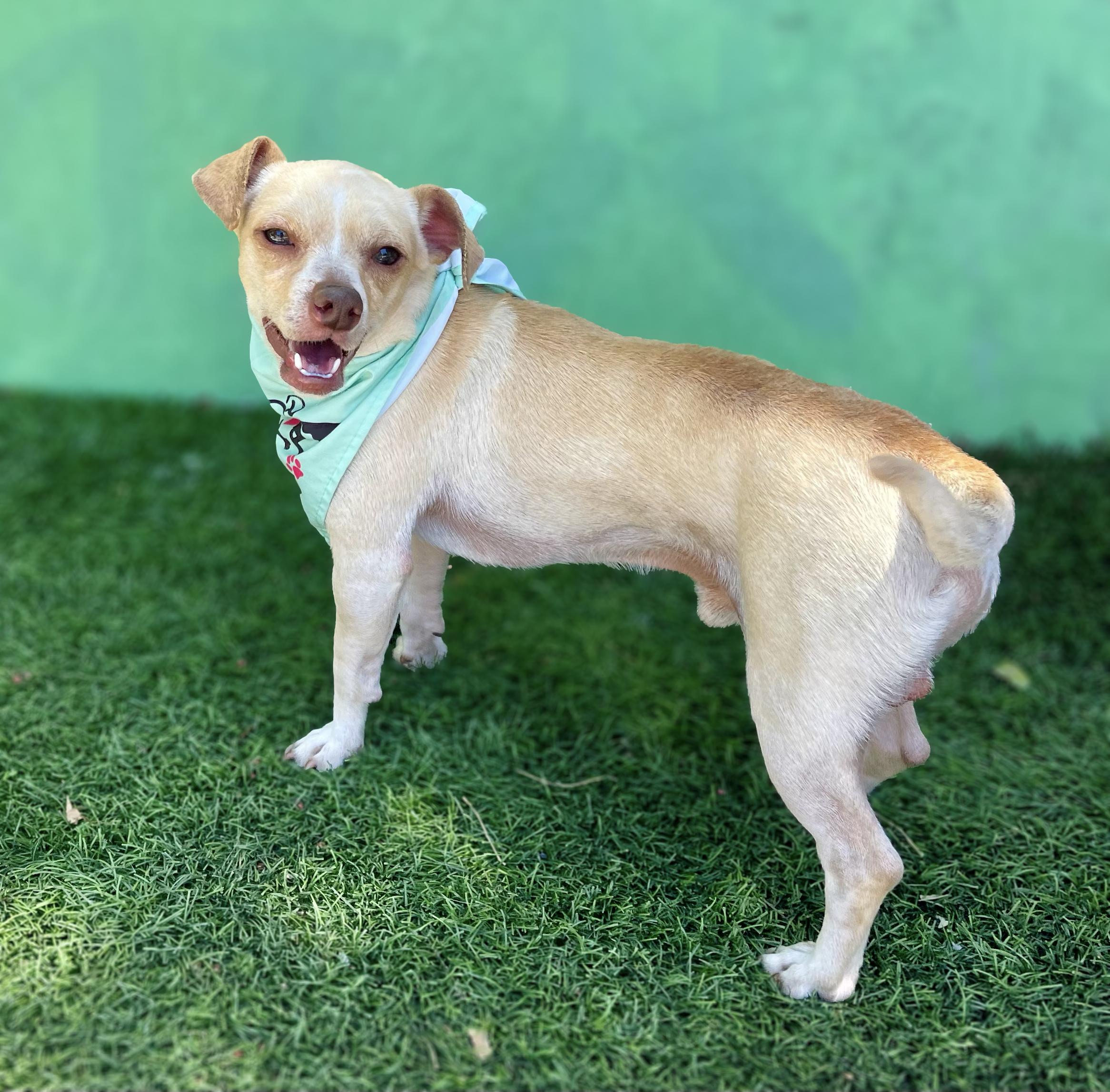 MICKEY, a ADOPTABLE mixed breed in Rowland Heights, CA image 3/3