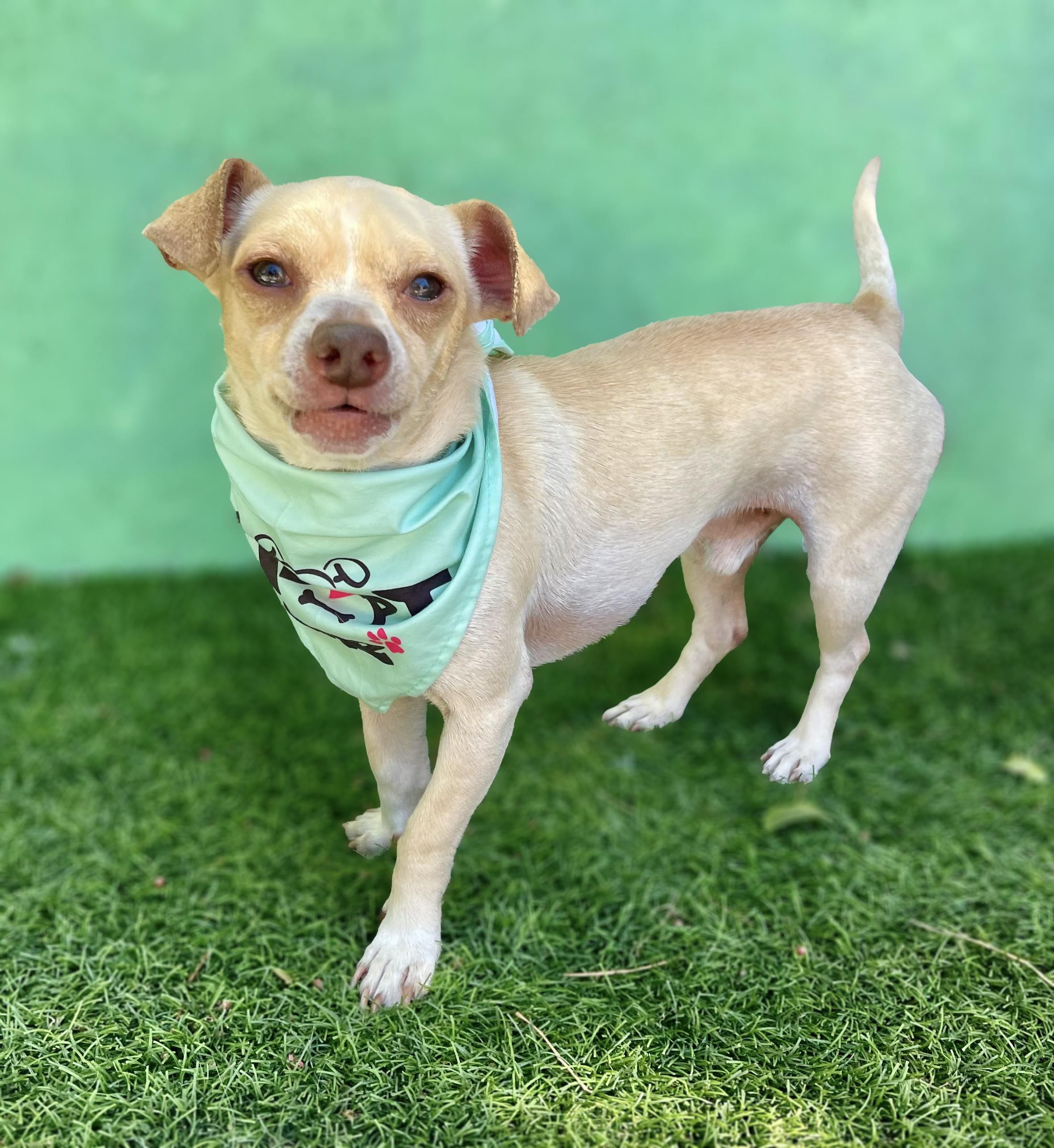 MICKEY, a ADOPTABLE mixed breed in Rowland Heights, CA image 1/3