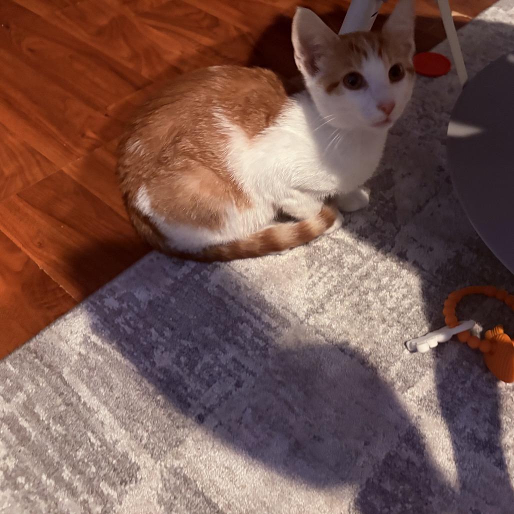 Munchie, Adoptable, Young Male Domestic Short Hair.