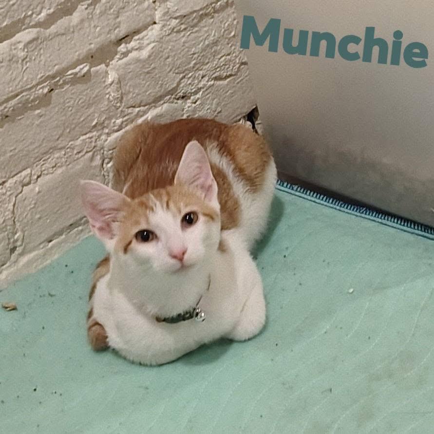 Enlarge Munchie, a Adoptable Domestic Short Hair in Melbourne, KY image 2/2