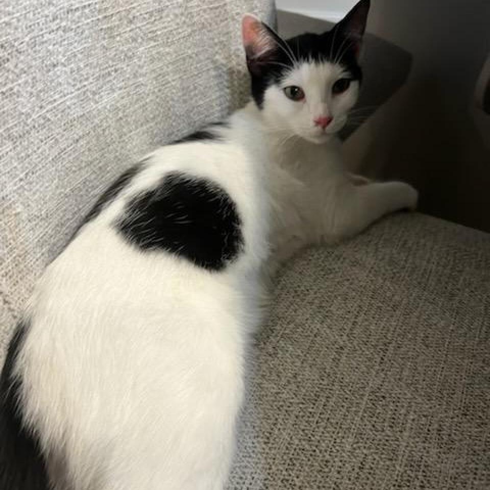 Peter, Adoptable, Adult Female Domestic Short Hair.