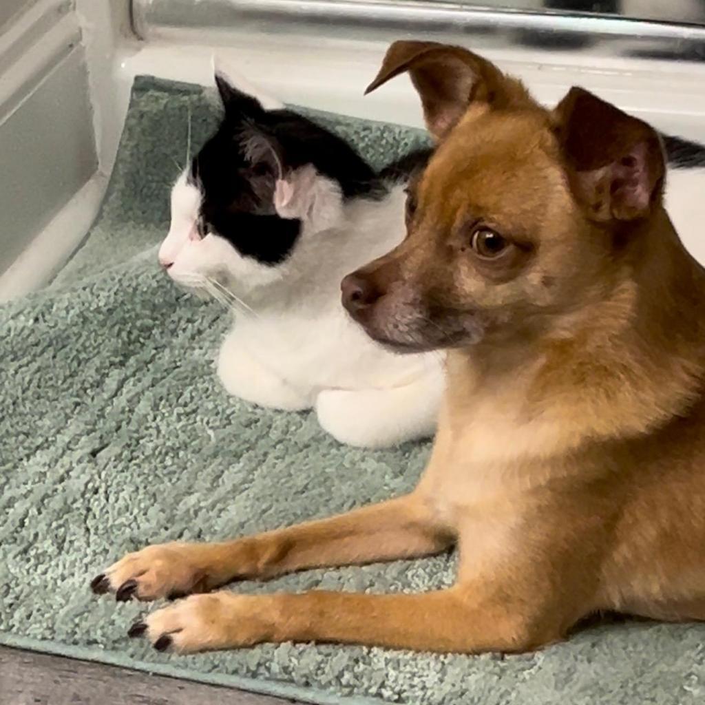 Enlarge Peter, a Adoptable Domestic Short Hair in Hinesville, GA image 2/5