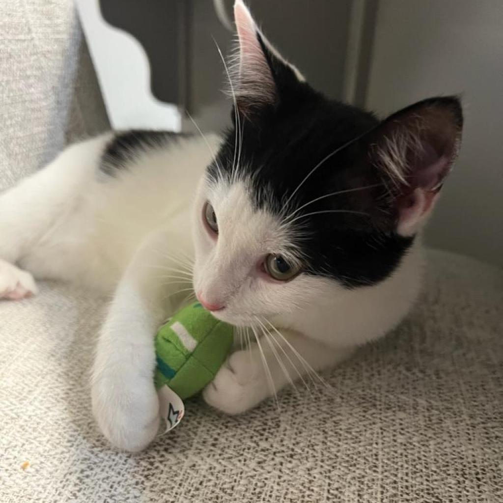 Enlarge Peter, a Adoptable Domestic Short Hair in Hinesville, GA image 4/5