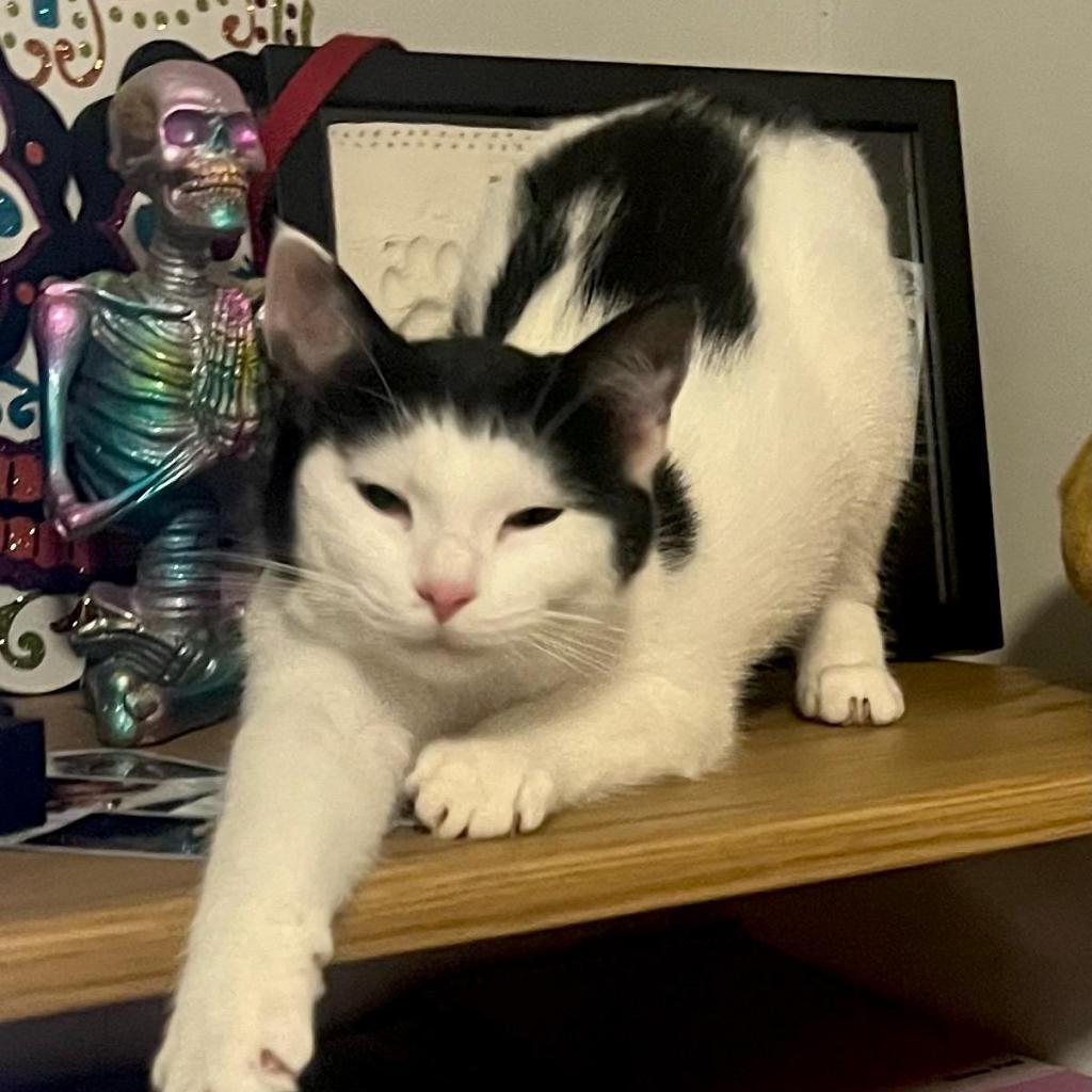 Enlarge Peter, a Adoptable Domestic Short Hair in Hinesville, GA image 5/5