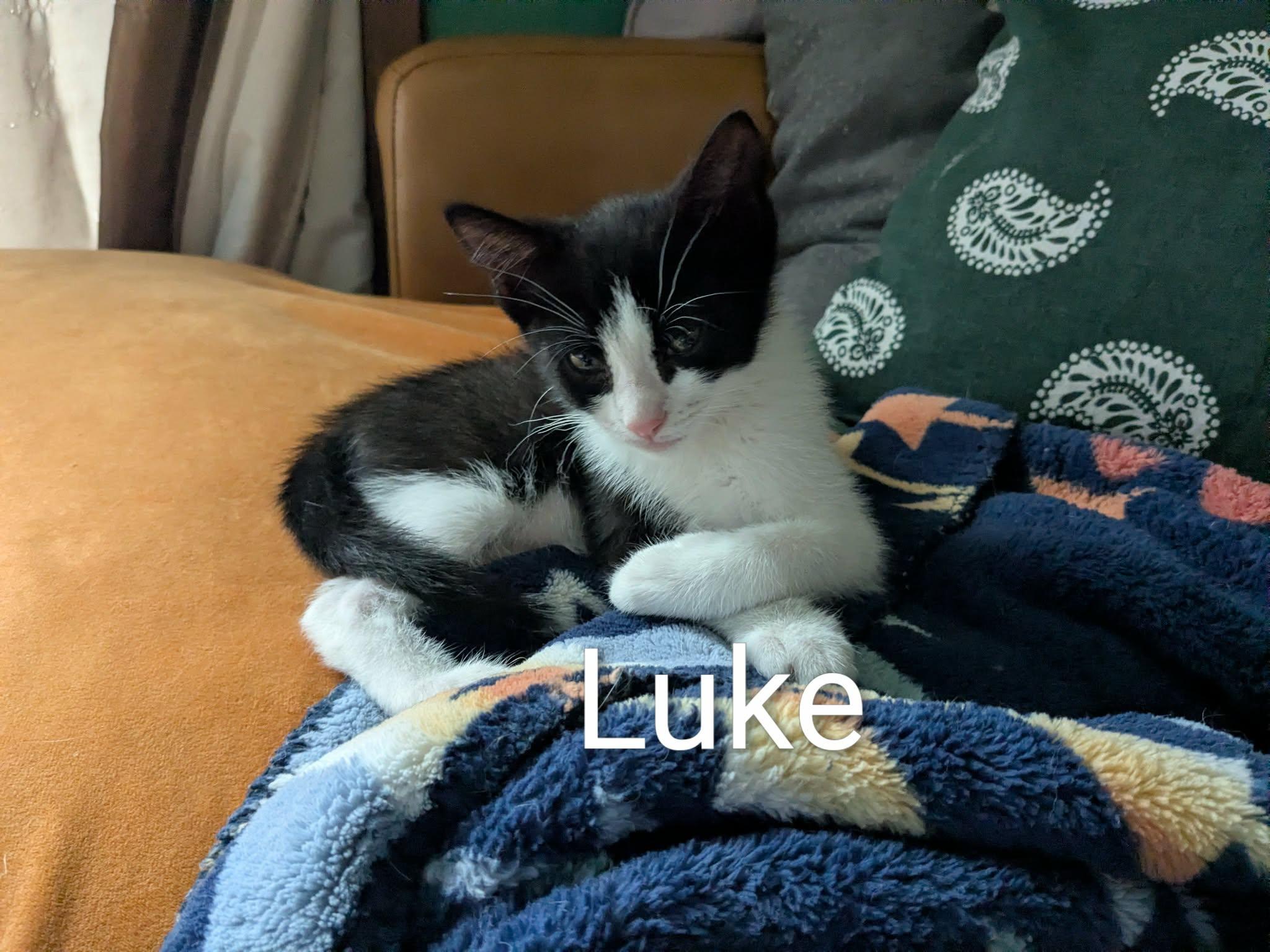 Luke & Leia - Bonded Kittens, Adoptable, Kitten Male Tuxedo & Domestic Short Hair.