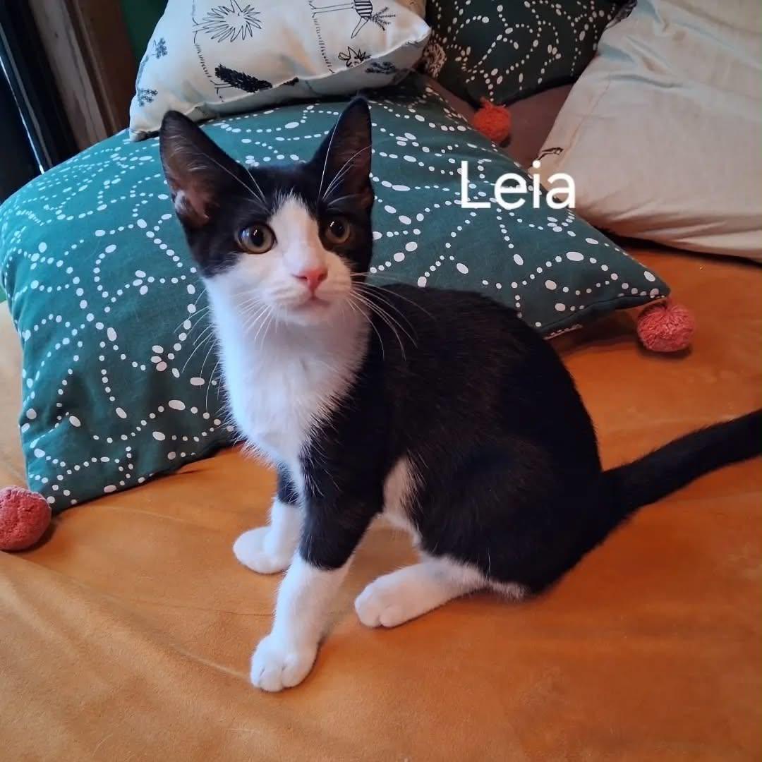 Enlarge Luke & Leia - Bonded Kittens, a Adoptable mixed breed in Tacoma, WA image 4/4