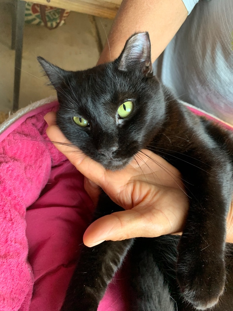 Felix, a Adopted Domestic Short Hair in Parkland, FL image 1/6