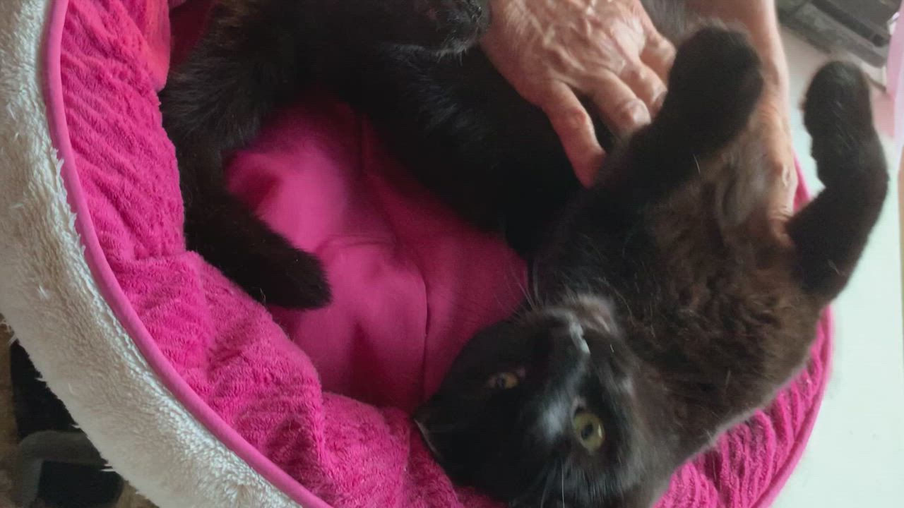 Enlarge Felix, a Adopted Domestic Short Hair in Parkland, FL video 3/6