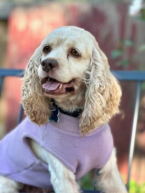 Birdie, Adoptable, Senior Female Cocker Spaniel.