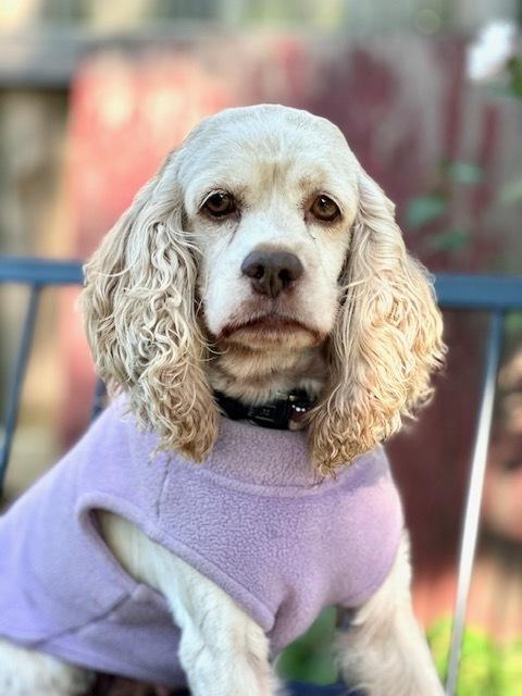 Enlarge Birdie, a Adoptable Cocker Spaniel in Columbus, OH image 2/6