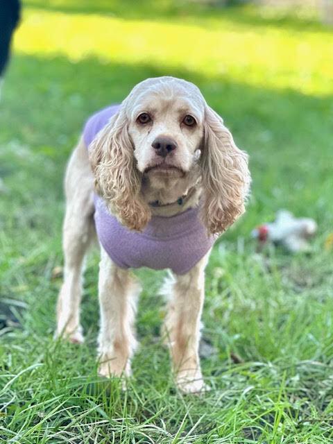 Enlarge Birdie, a Adoptable Cocker Spaniel in Columbus, OH image 3/6
