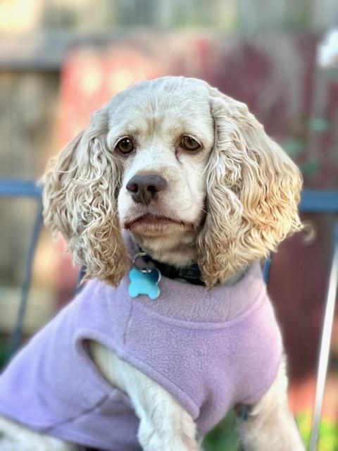 Enlarge Birdie, a Adoptable Cocker Spaniel in Columbus, OH image 4/6