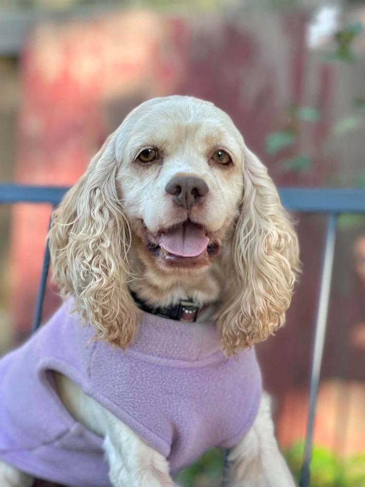 Enlarge Birdie, a Adoptable Cocker Spaniel in Columbus, OH image 5/6