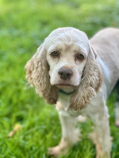 Enlarge Birdie, a Adoptable Cocker Spaniel in Columbus, OH image 6/6