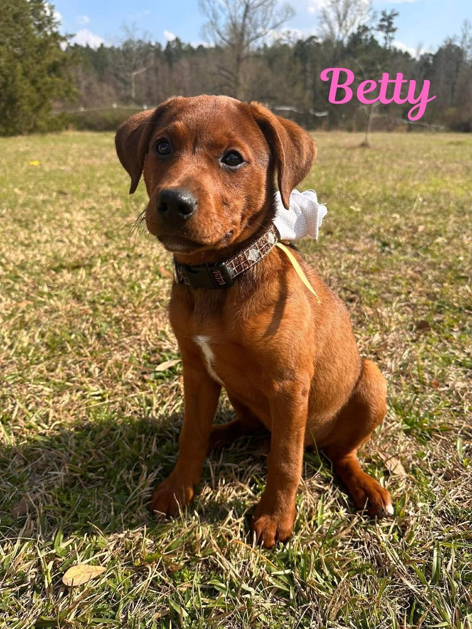 Enlarge BETTY, a ADOPTABLE mixed breed in Madisonville, LA image 3/4