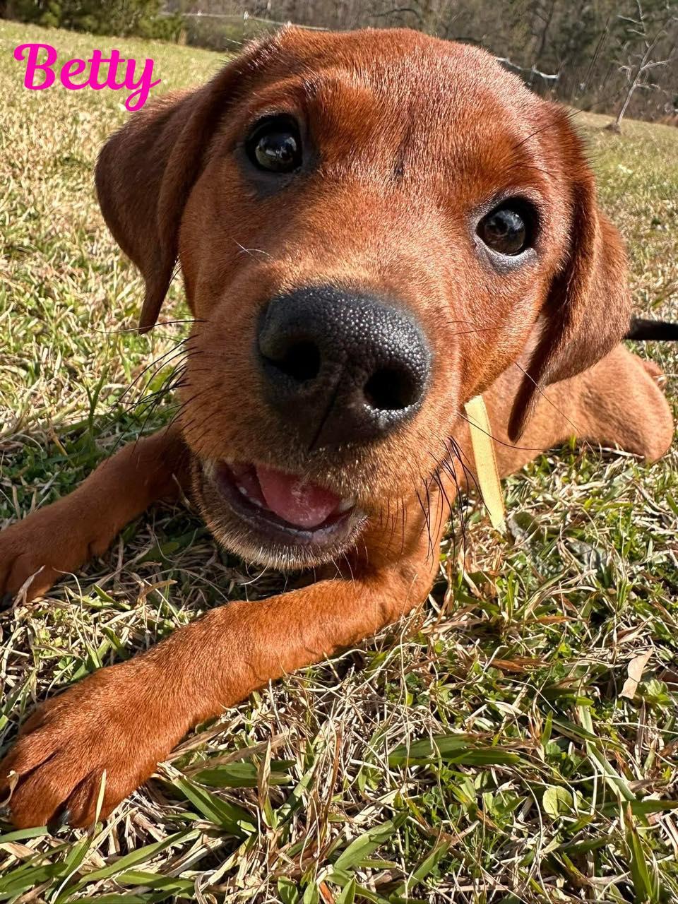 Enlarge BETTY, a ADOPTABLE mixed breed in Madisonville, LA image 4/4