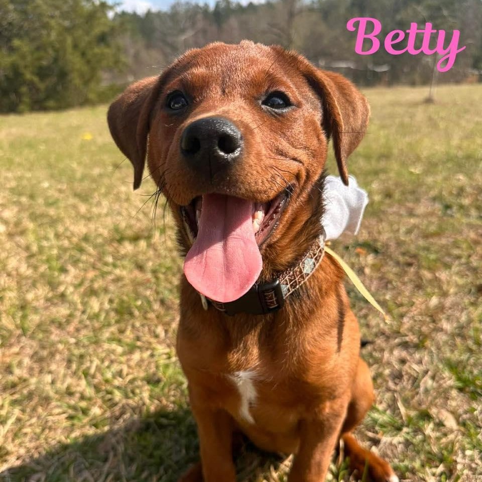 Enlarge BETTY, a ADOPTABLE mixed breed in Madisonville, LA image 1/4