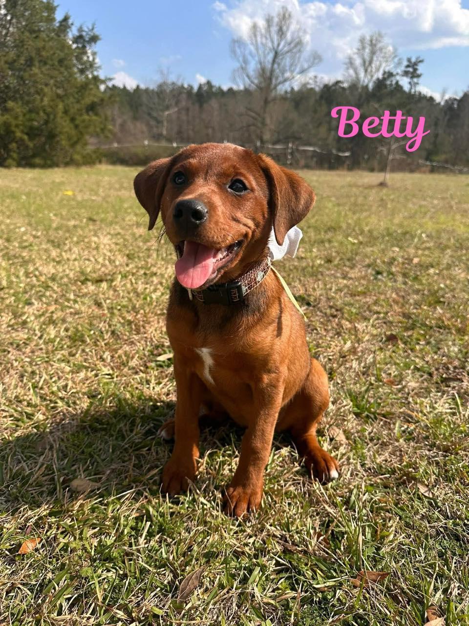 Enlarge BETTY, a ADOPTABLE mixed breed in Madisonville, LA image 2/4
