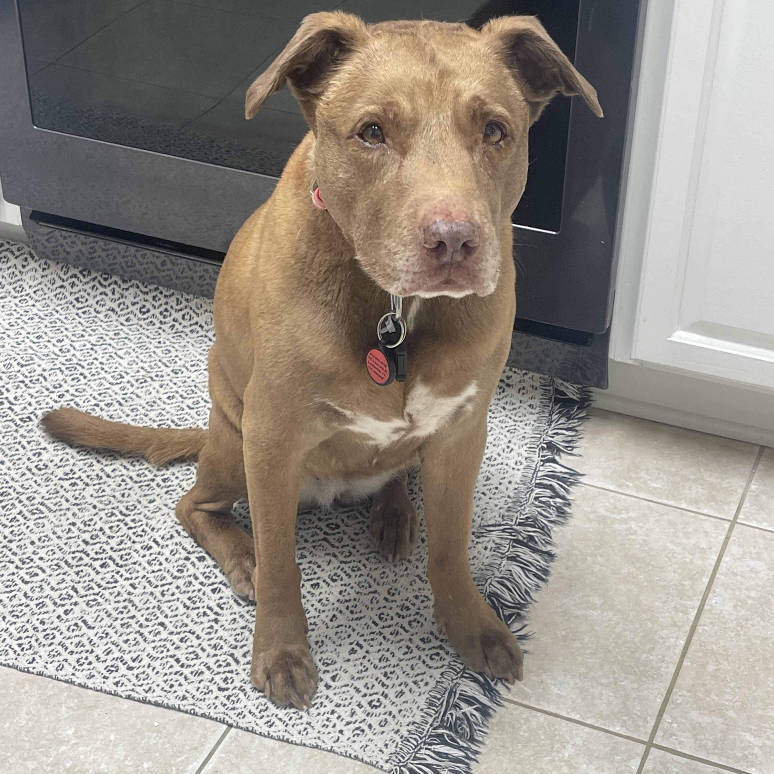 Hazel " Female Staffie Snuggle Enthusiast "