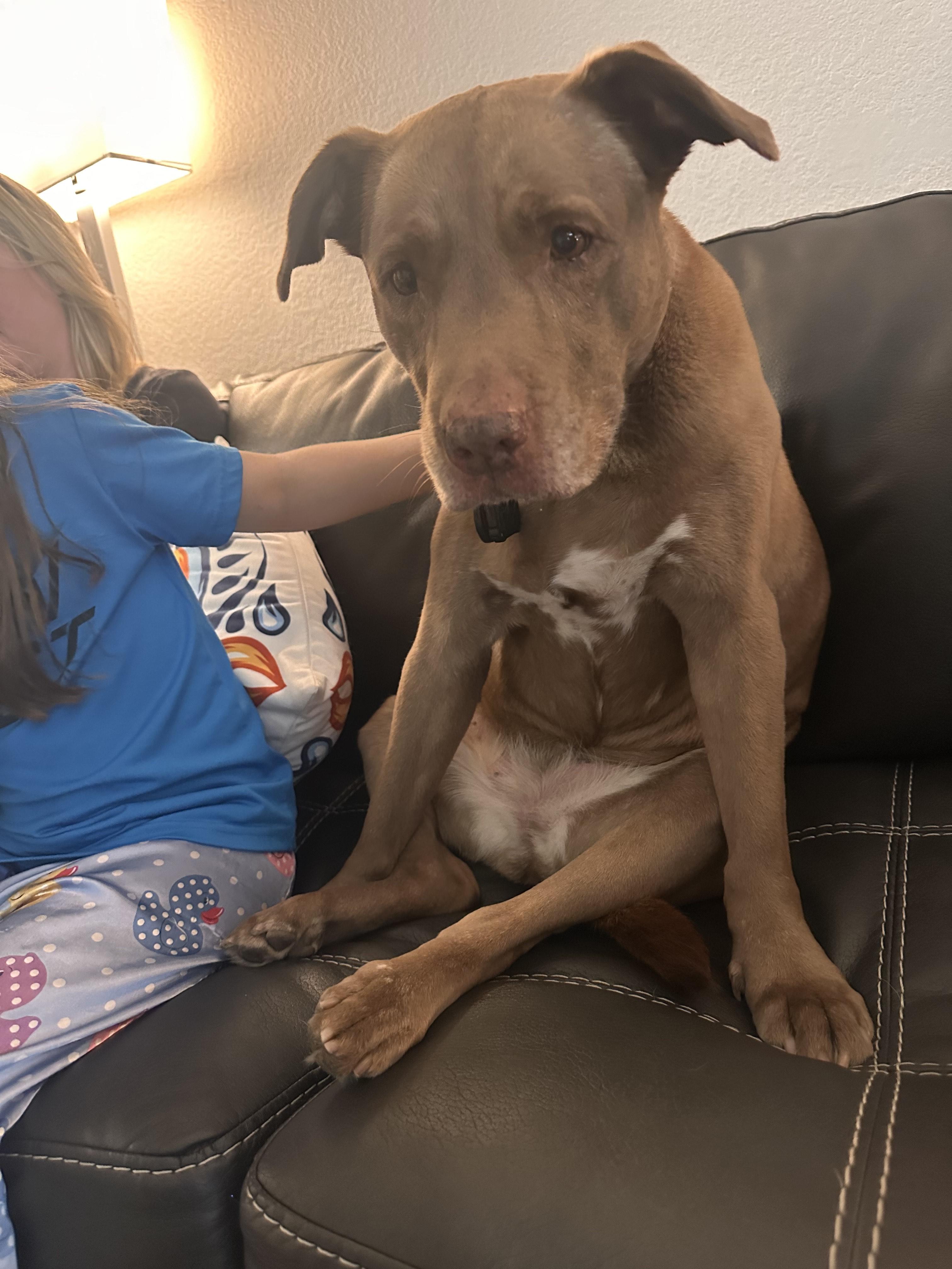 Hazel " Female Staffie Snuggle Enthusiast " photo 3