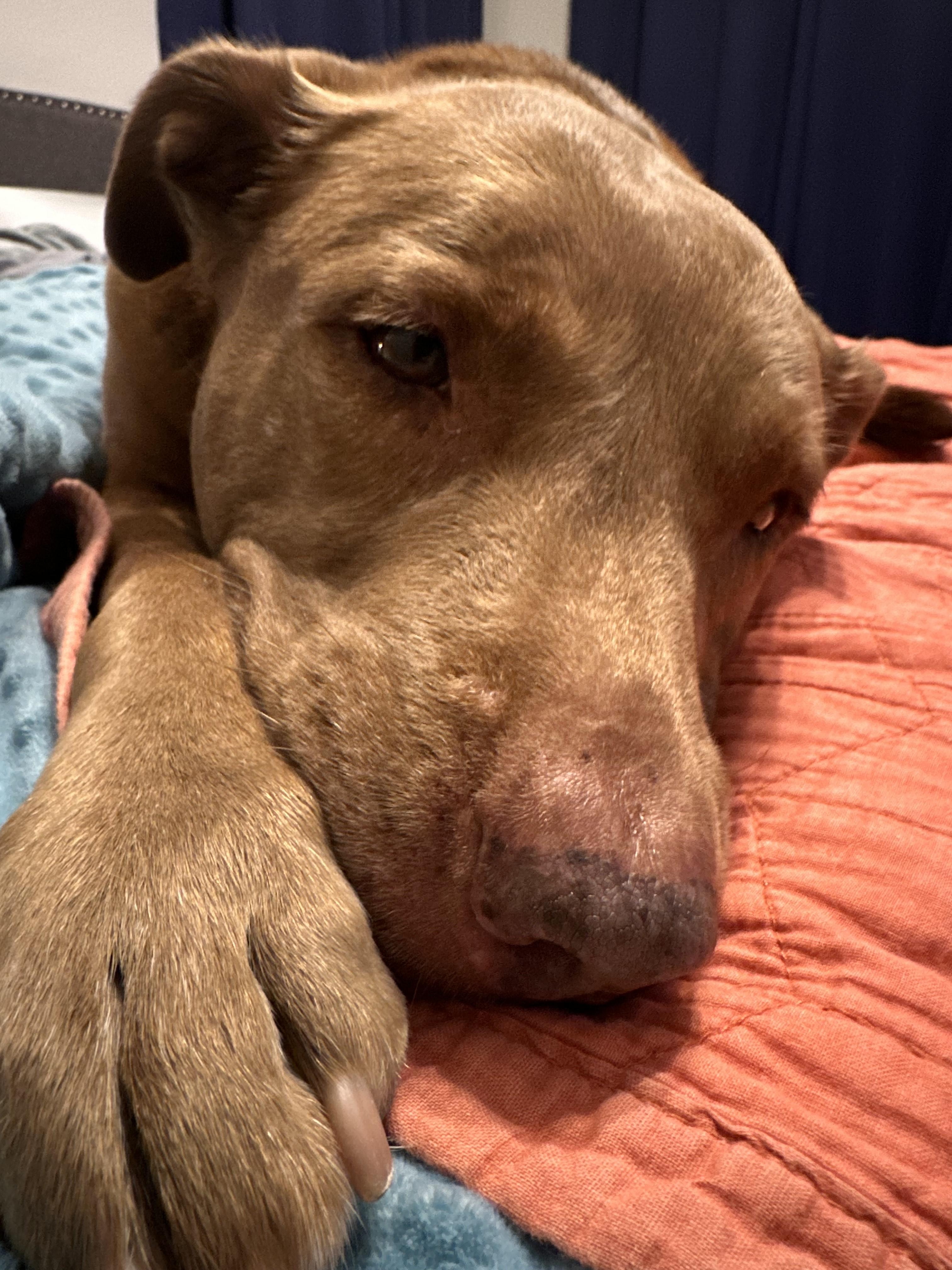 Hazel " Female Staffie Snuggle Enthusiast " photo 4