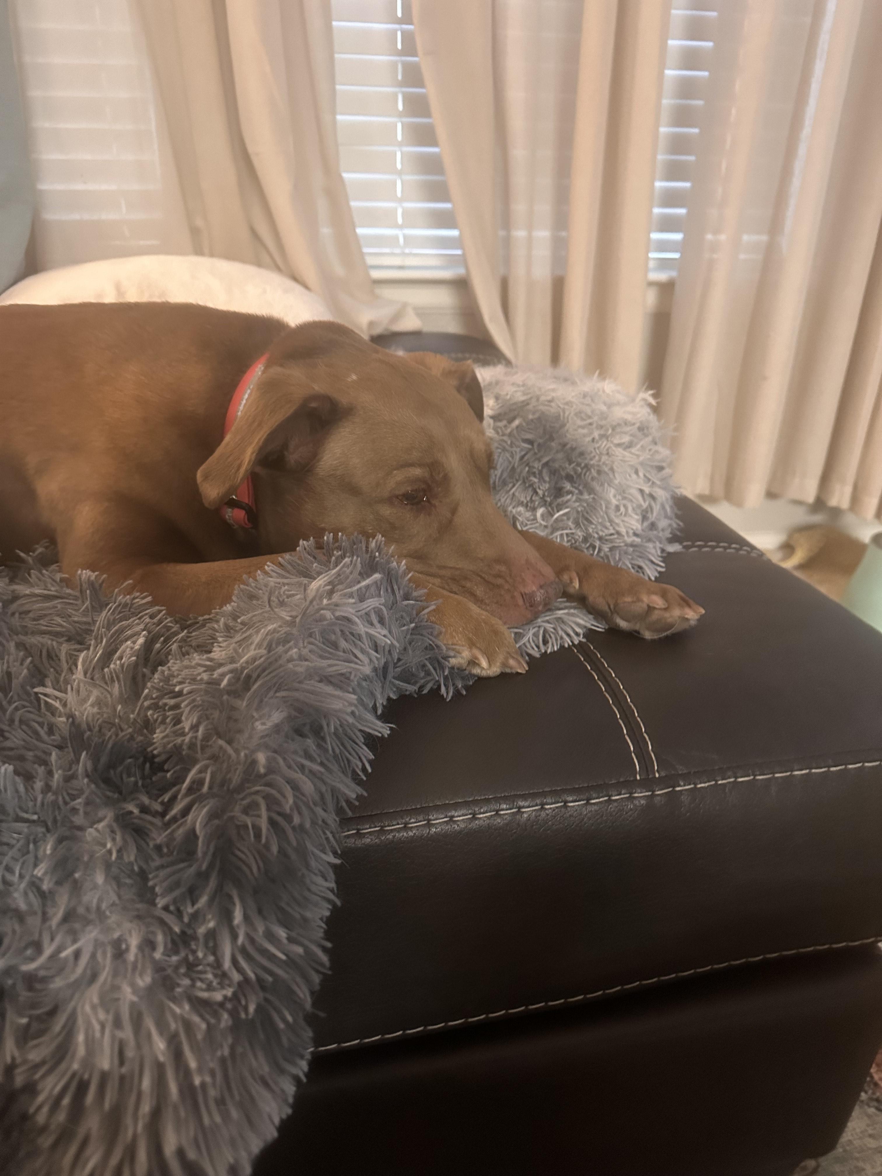 Hazel " Female Staffie Snuggle Enthusiast " photo 6