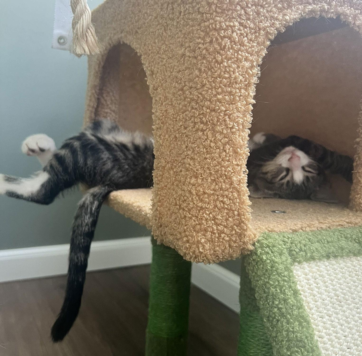 Phil #Lil's-Rugrat-bro, Adopted, Kitten Male Tabby & Domestic Short Hair.