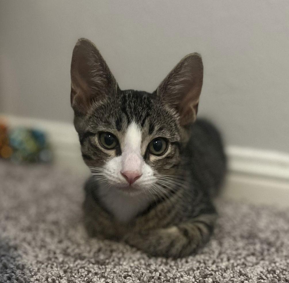 Enlarge Phil #Lil's-Rugrat-bro, a Adopted mixed breed in Houston, TX image 2/3