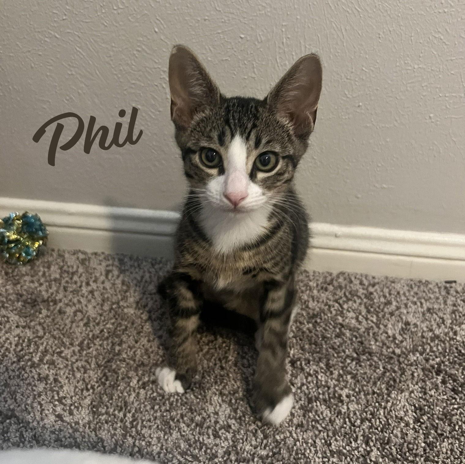 Enlarge Phil #Lil's-Rugrat-bro, a Adopted mixed breed in Houston, TX image 3/3