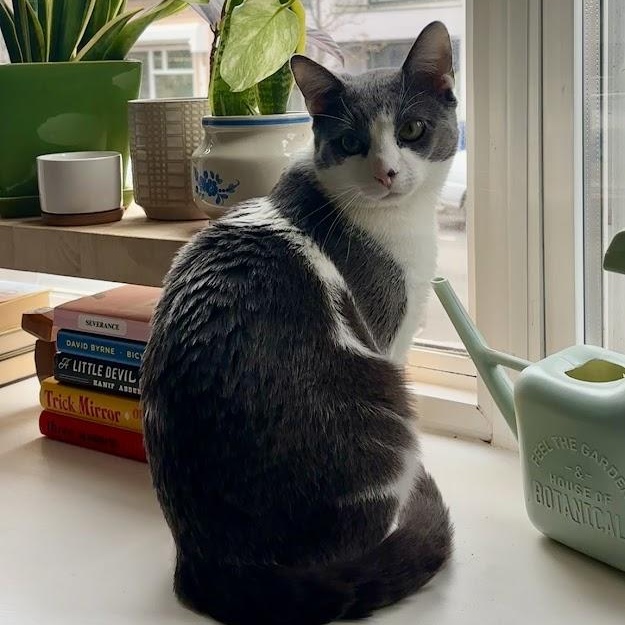 Moe G, a ADOPTABLE American Shorthair in brooklyn, NY image 3/6