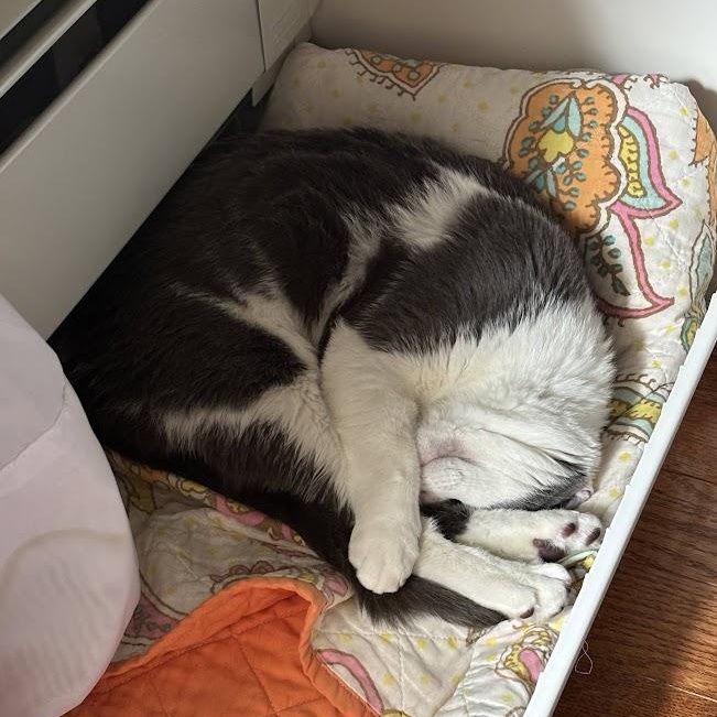 Moe G, a ADOPTABLE American Shorthair in brooklyn, NY image 5/6