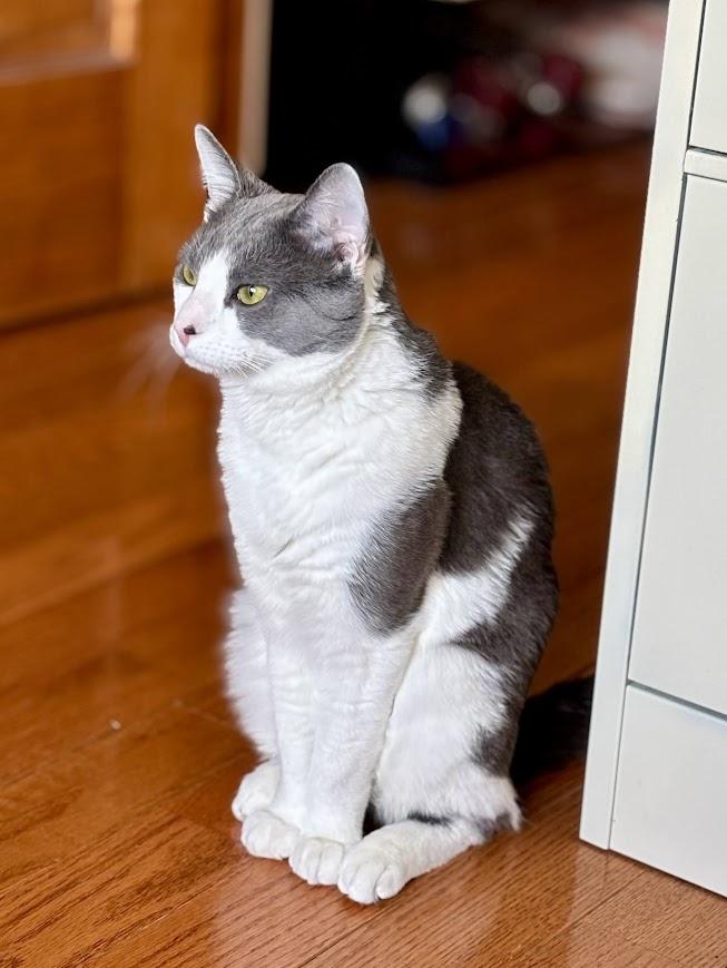 Moe G, a ADOPTABLE American Shorthair in brooklyn, NY image 4/6