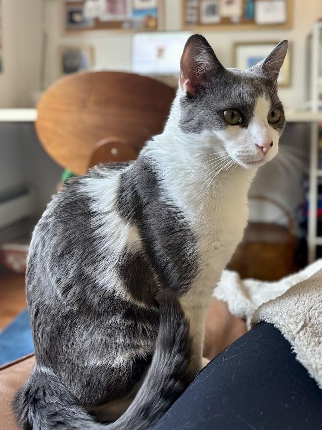 Moe G, ADOPTABLE, Young Male American Shorthair.