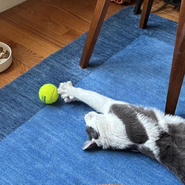 Moe G, a ADOPTABLE American Shorthair in brooklyn, NY image 2/6