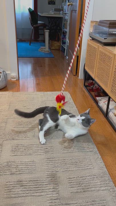 Enlarge Moe G, a ADOPTABLE American Shorthair in brooklyn, NY video 6/6