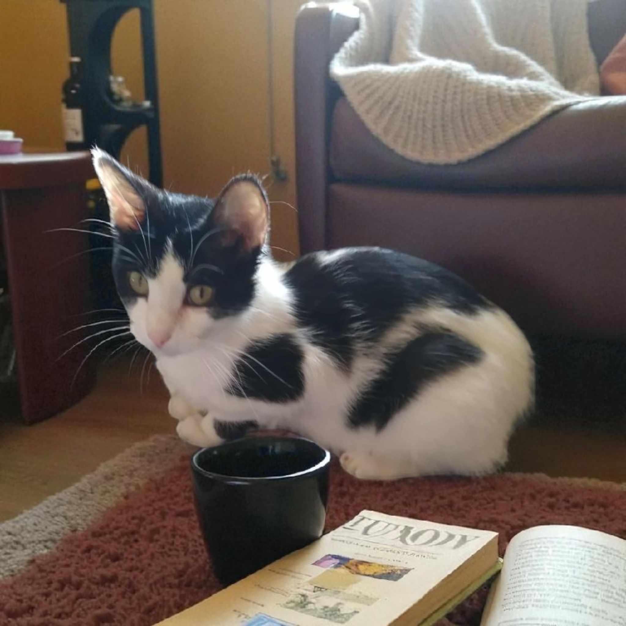 Enlarge BRIDGET, an adoptable Domestic Short Hair in Owatonna, MN image 4/6