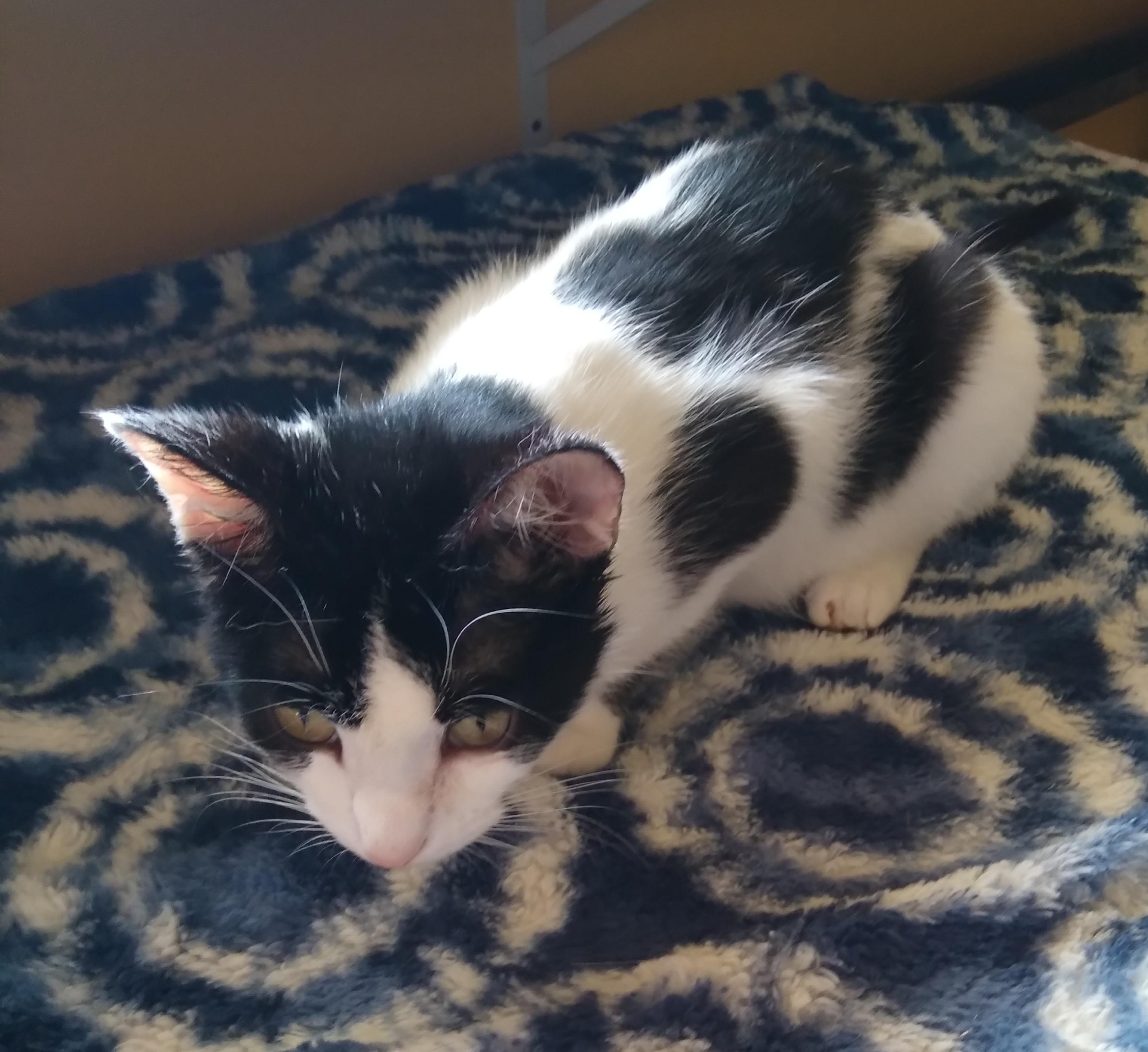 Enlarge BRIDGET, an adoptable Domestic Short Hair in Owatonna, MN image 6/6