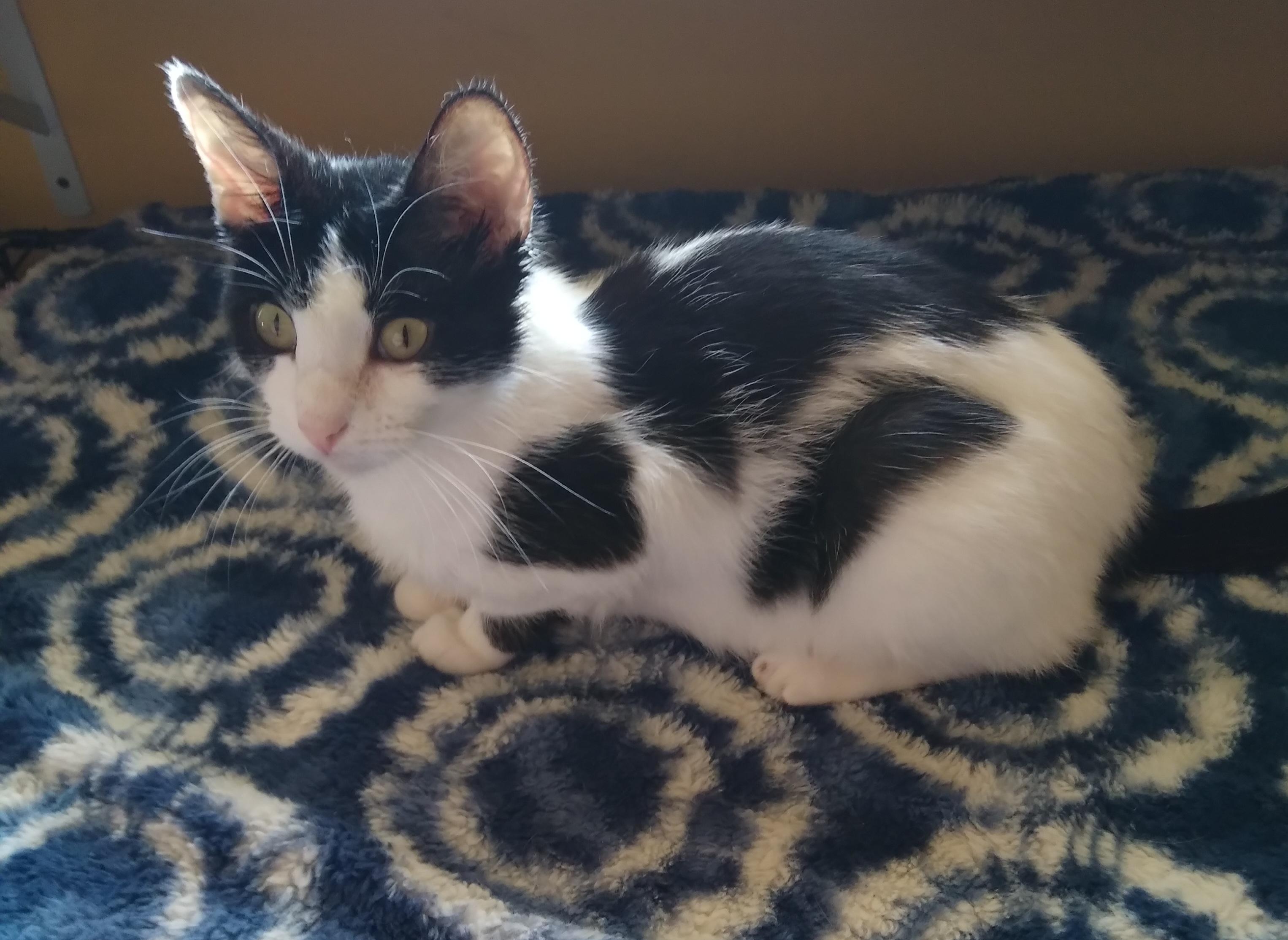BRIDGET, adoptable, Young Female Domestic Short Hair.