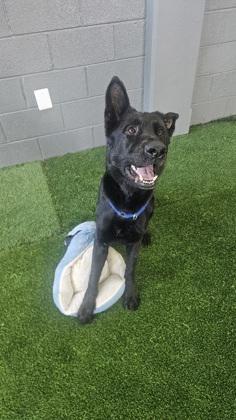 Sanders — thumbnail 2