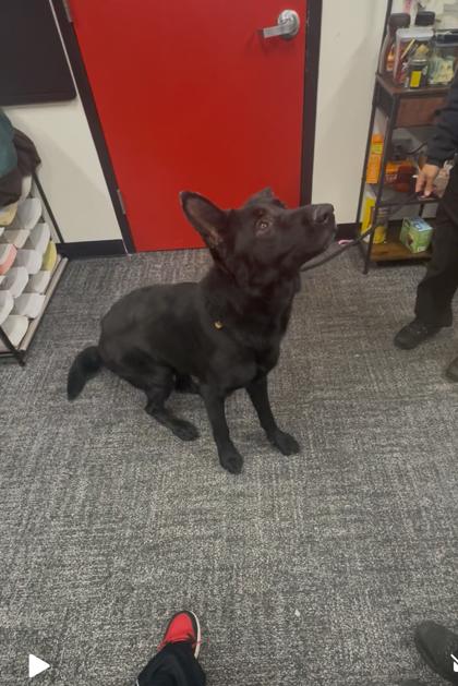 Sanders — thumbnail 3