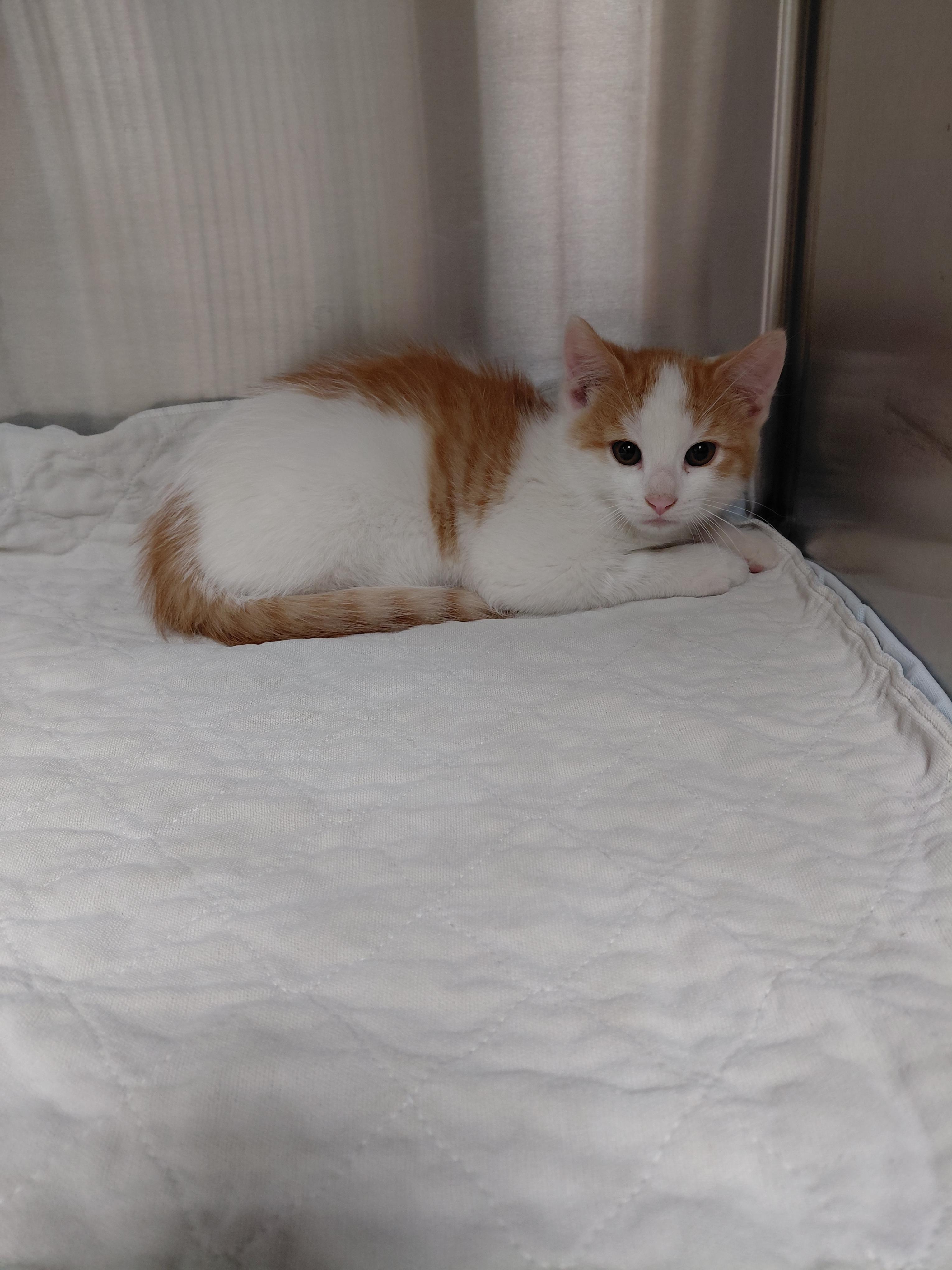 Sloth, ADOPTABLE, Kitten Male Domestic Short Hair.