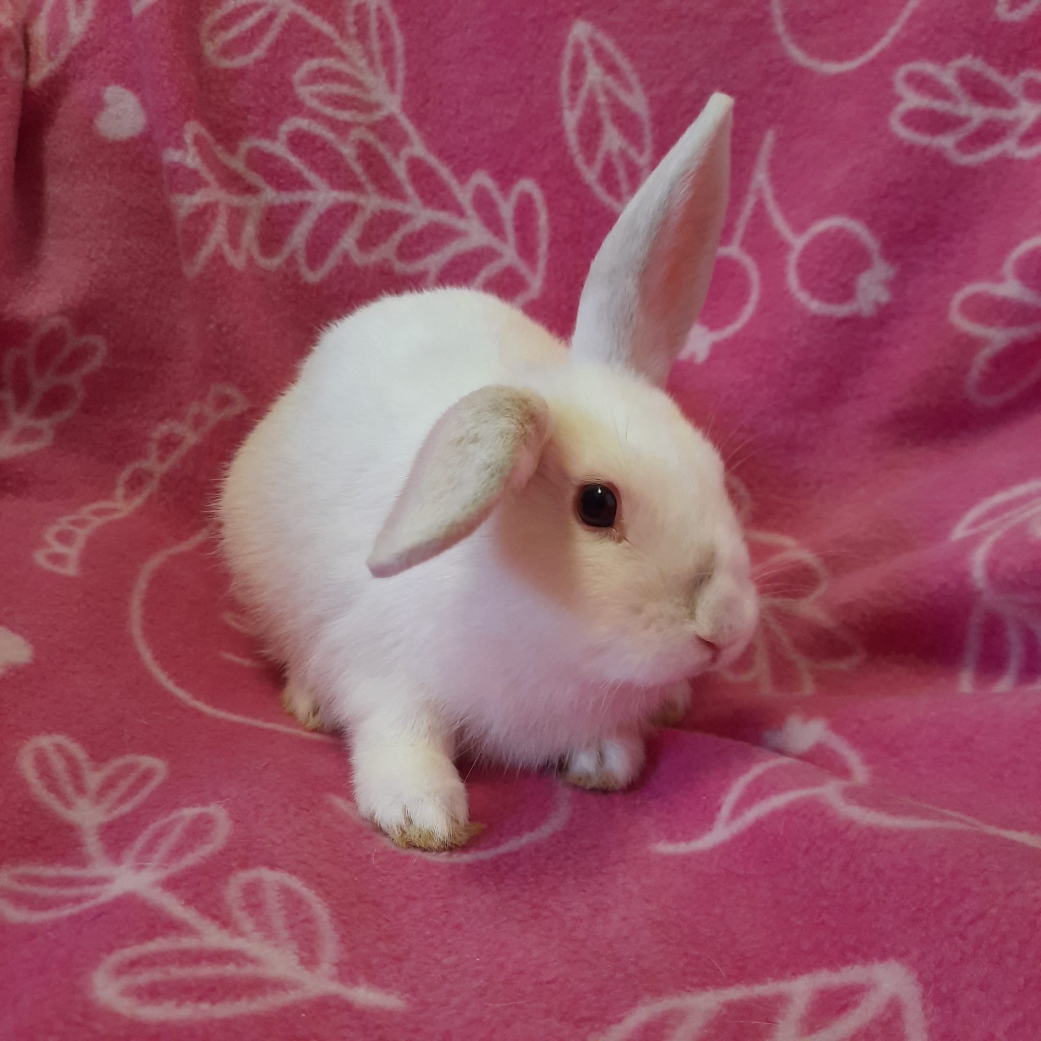 Enlarge Cider, a Adoptable Bunny Rabbit in Montclair, CA image 1/2