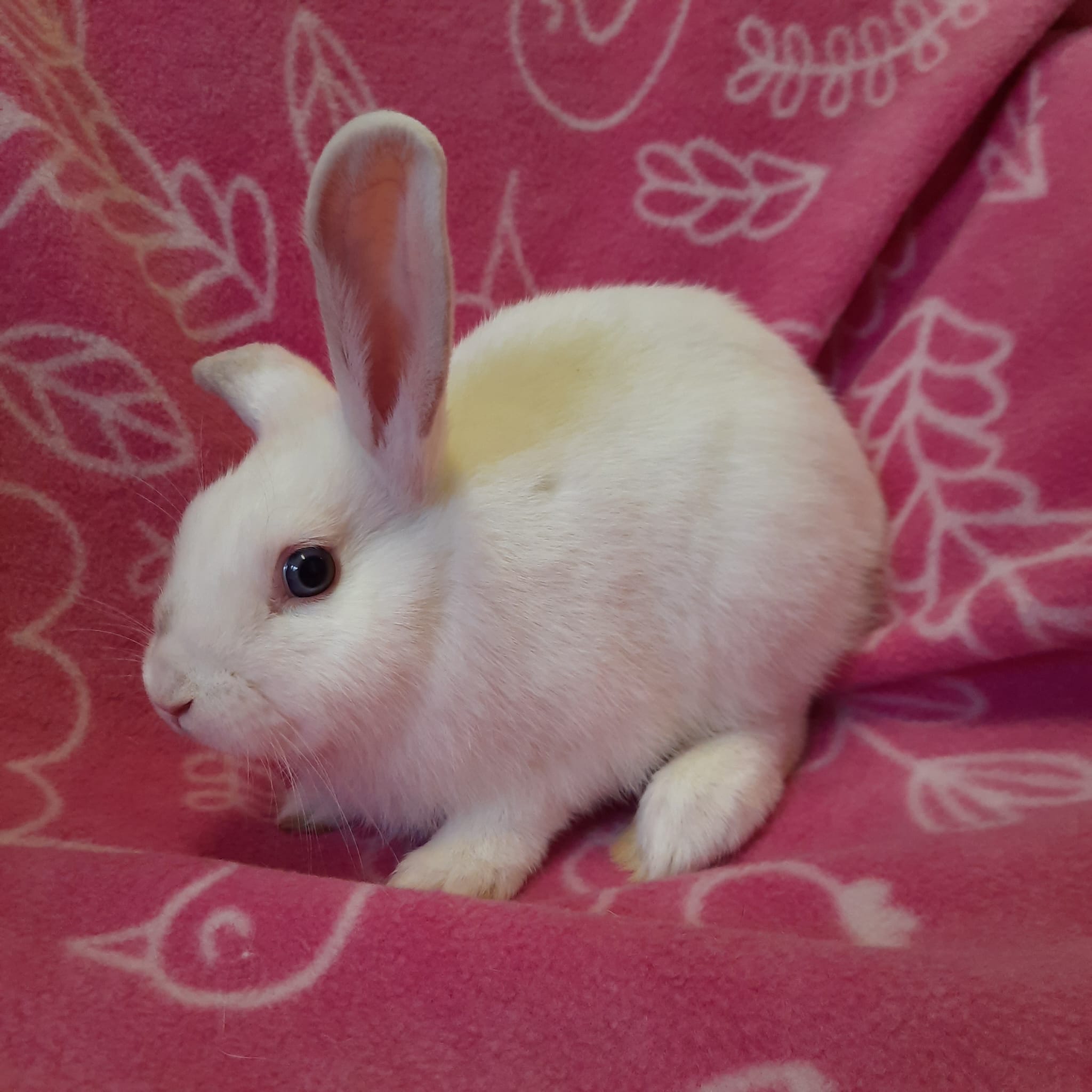 Enlarge Cider, a Adoptable Bunny Rabbit in Montclair, CA image 2/2