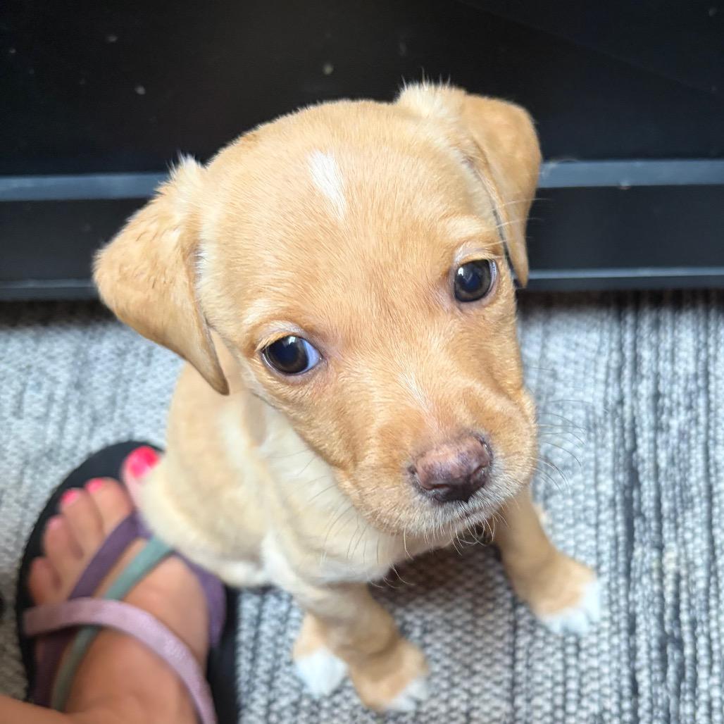 Cappuccino, Adoptable, Puppy Female Labrador Retriever & Mixed Breed.