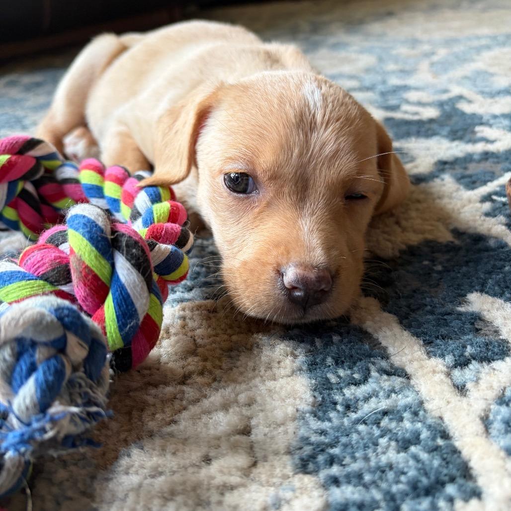 Enlarge Cappuccino, a Adoptable mixed breed in Kansas City, MO image 2/5