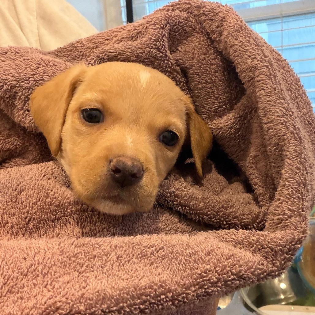 Enlarge Cappuccino, a Adoptable mixed breed in Kansas City, MO image 3/5