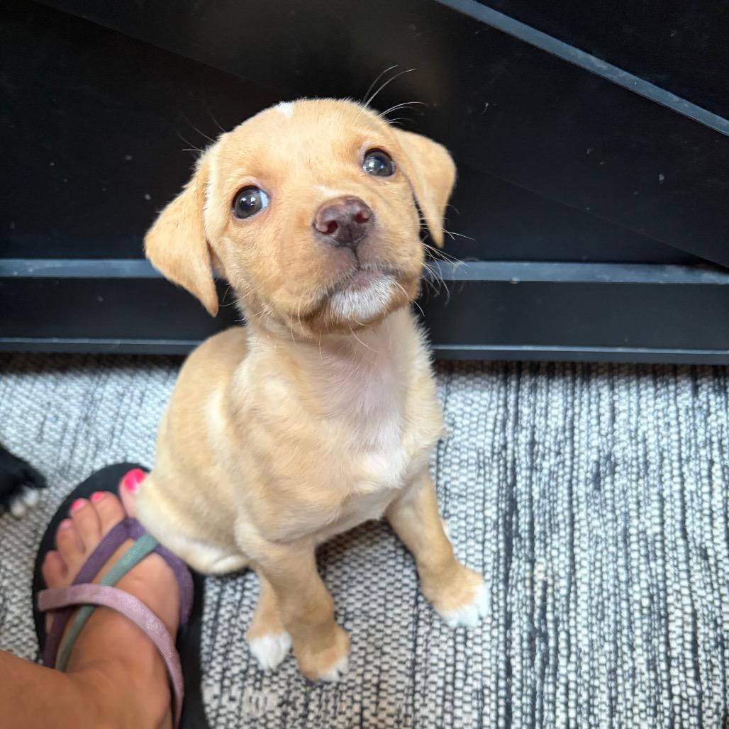 Enlarge Cappuccino, a Adoptable mixed breed in Kansas City, MO image 4/5