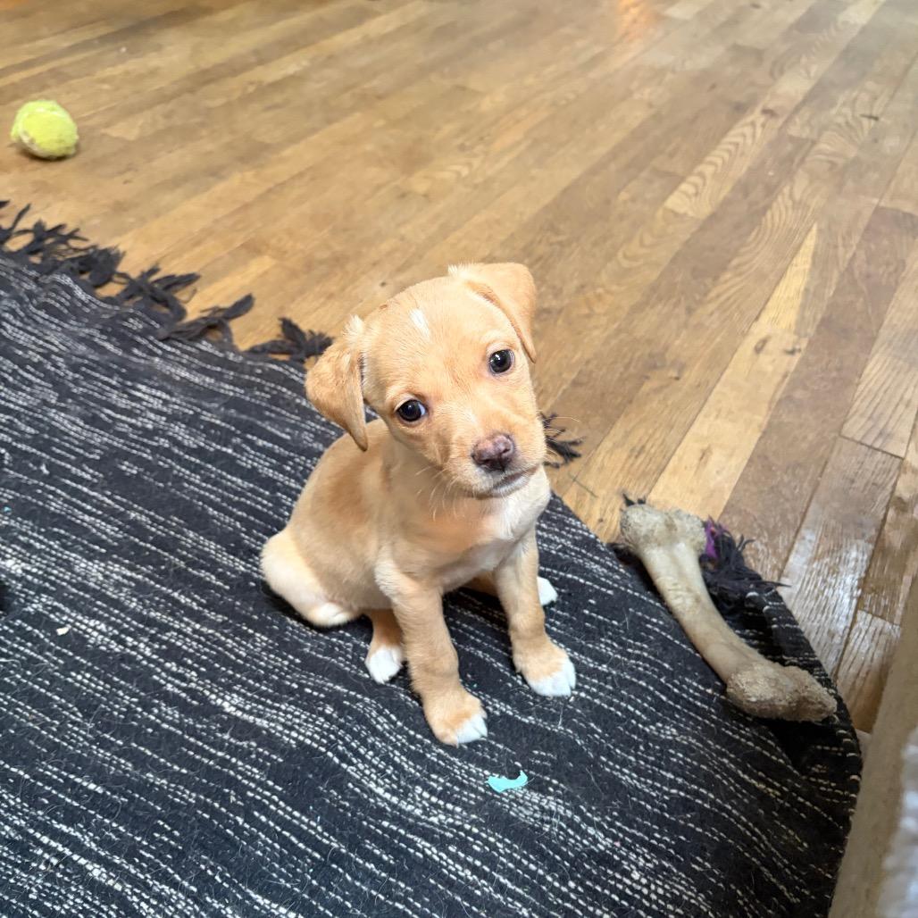 Enlarge Cappuccino, a Adoptable mixed breed in Kansas City, MO image 5/5