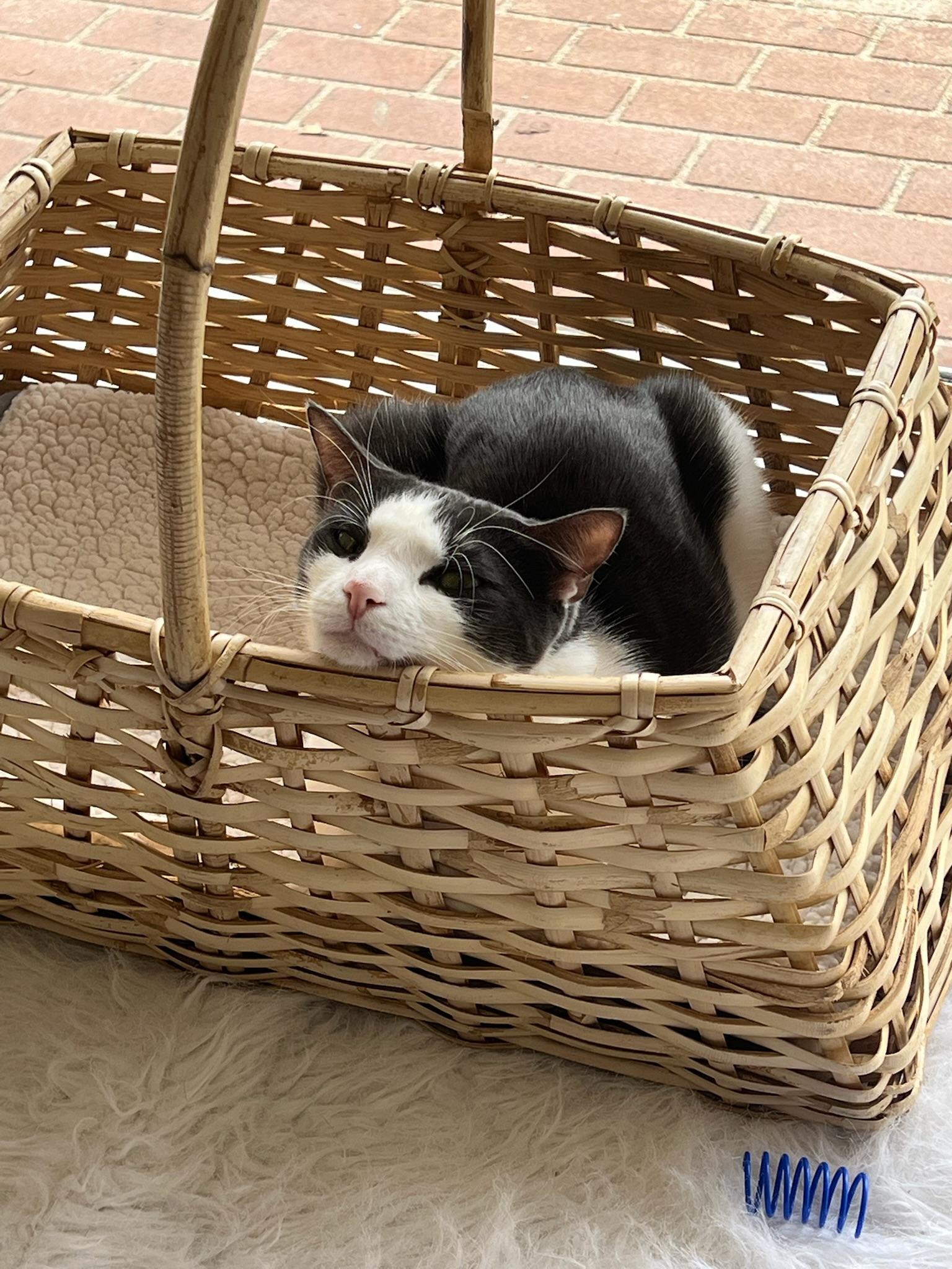 Enlarge MooMoo, a Adoptable Domestic Short Hair in Old Saybrook, CT image 5/6