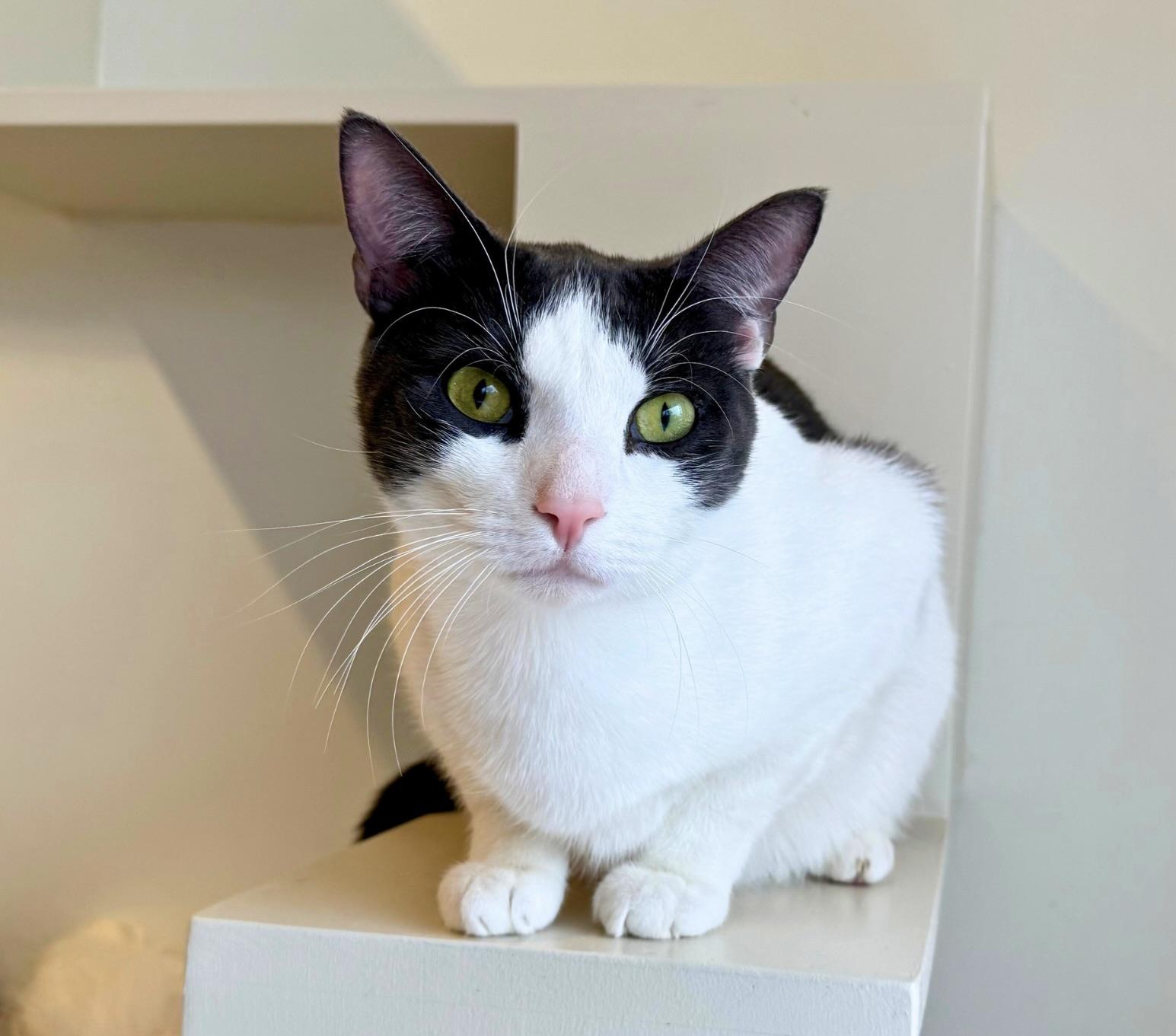 Enlarge MooMoo, a Adoptable Domestic Short Hair in Old Saybrook, CT image 2/6